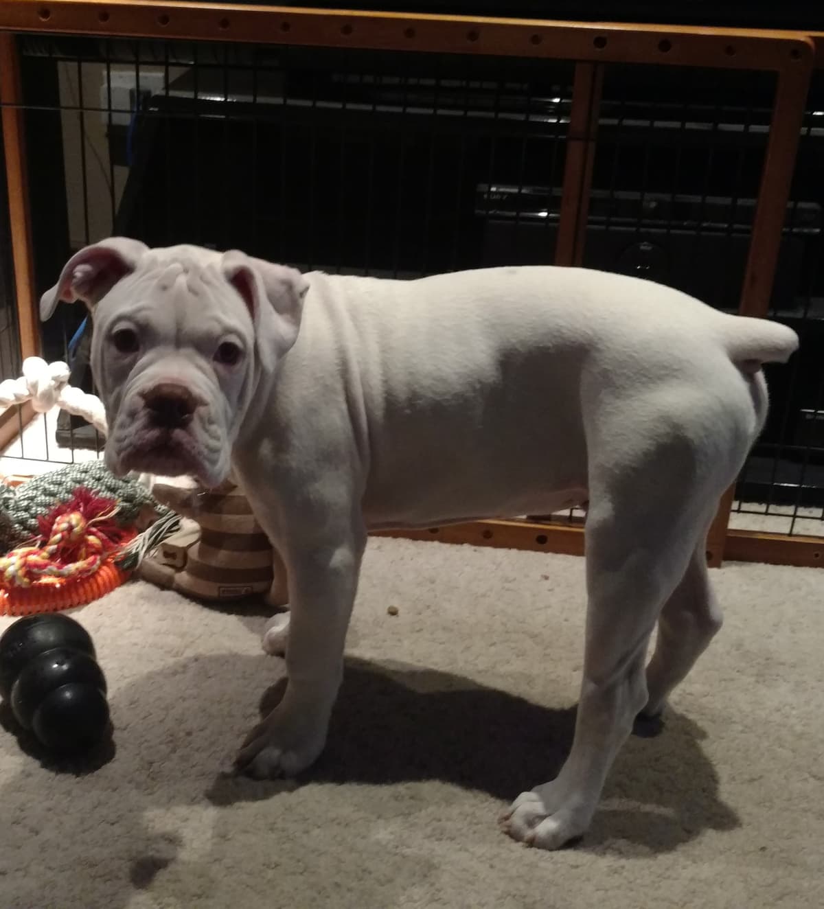 Evolution's Mighty Mack
