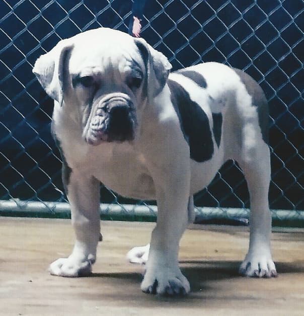 Evolution's Mighty Thor