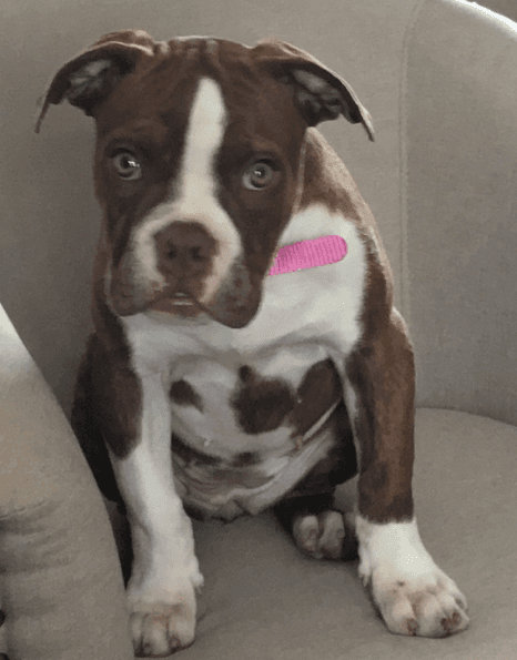 Evolution's Millie