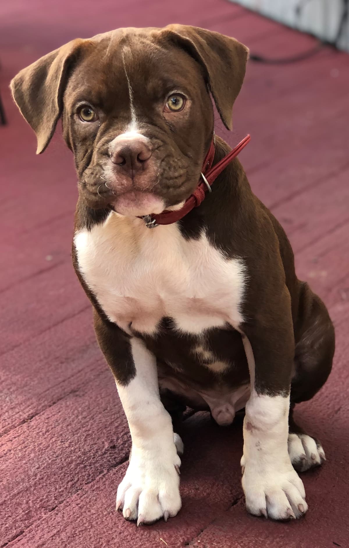 Evolution's Roscoe Dance