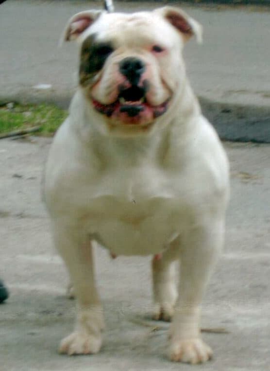 Familia's Queen Sheba