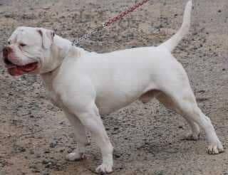 Fastlane Bulldogs' Yeti
