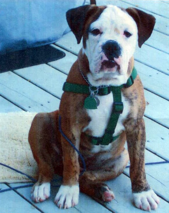Fernondo's Maggie of Stoney Point