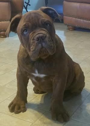 Flentge's Maximus Super Dog