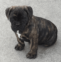 Flentge's Rocco