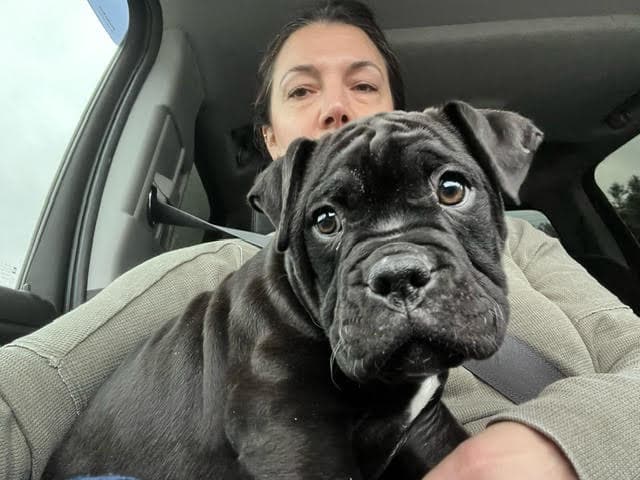 Folie Bulldogges' Kady