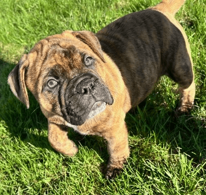 S&S Puppy J8