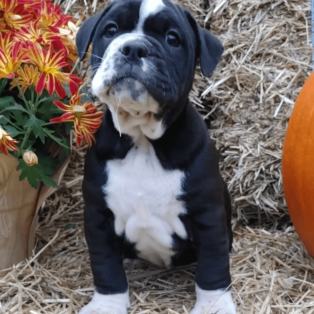 Folie Bulldogges' Ryder