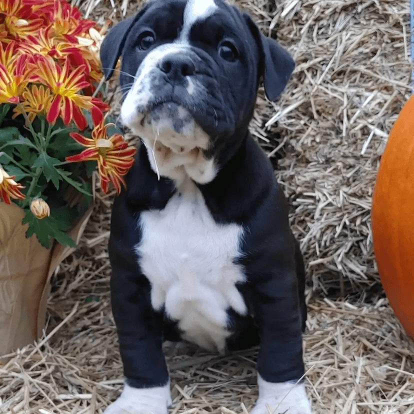 Folie Bulldogges' Ryder