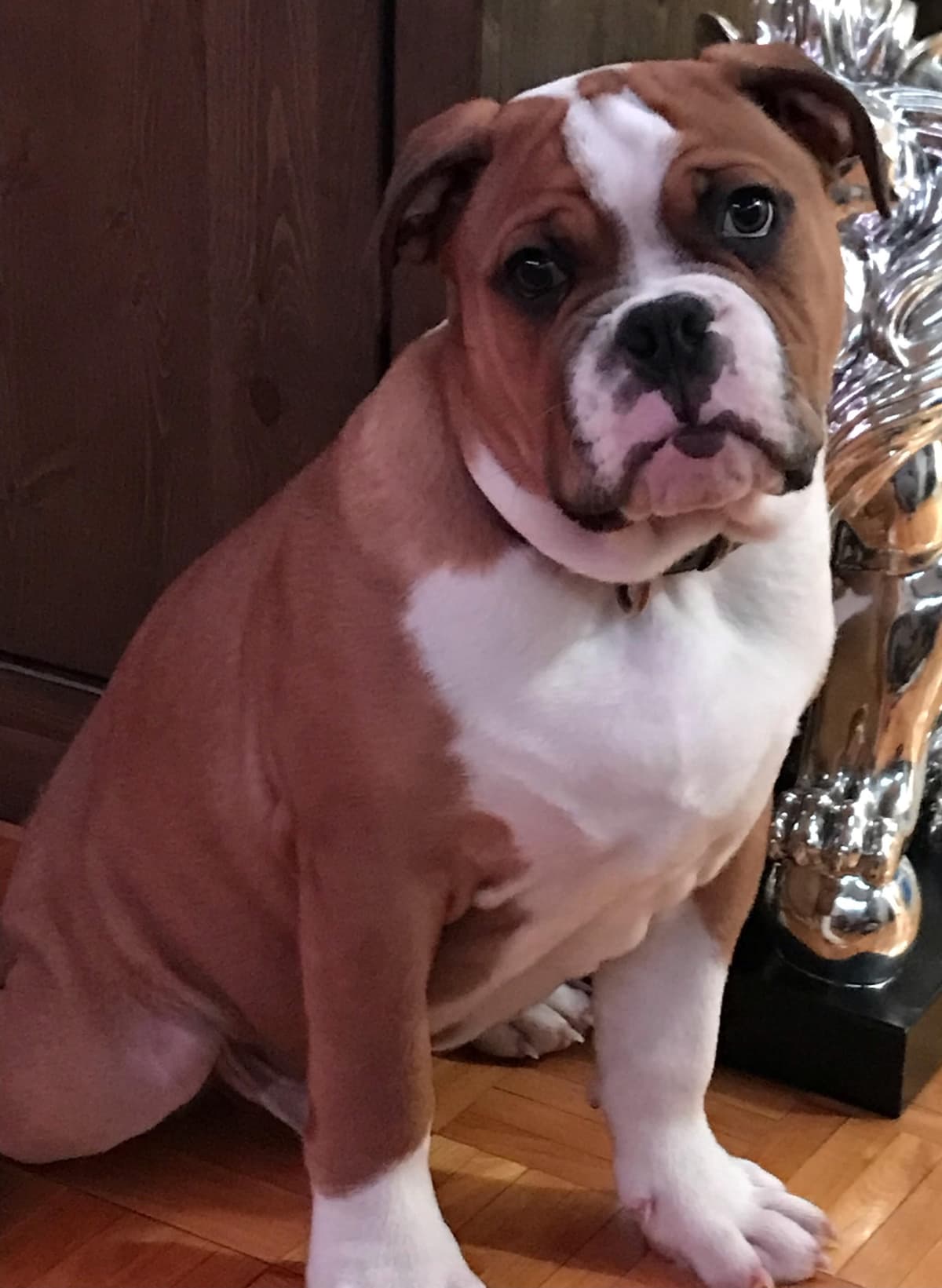 Folie Bulldogges' Zest