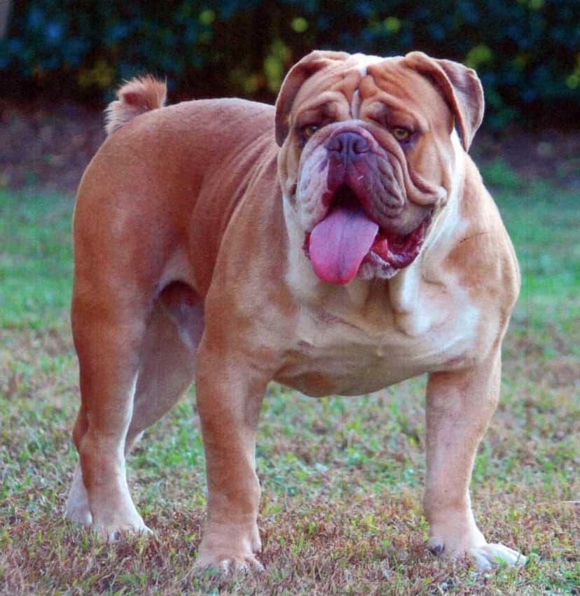 Full of Bull's Bernie Mac aka Beach Bulldogges Big Mac of FB