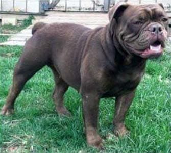 Future Bulldog's Juno