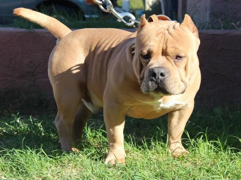 Galaz' Canelo