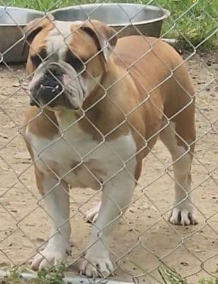 East River Mount Bullyz Gerty