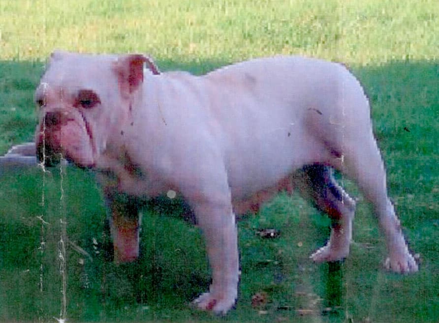 Goddogz Baby Dot