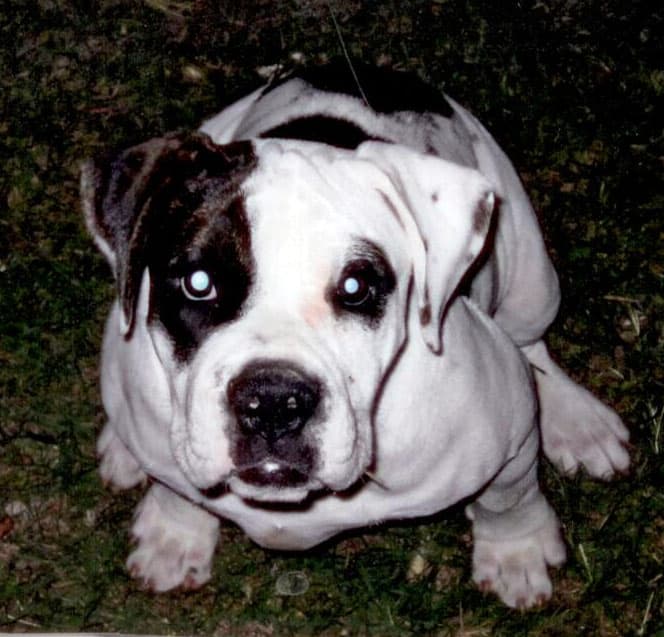 Goddogz Bella