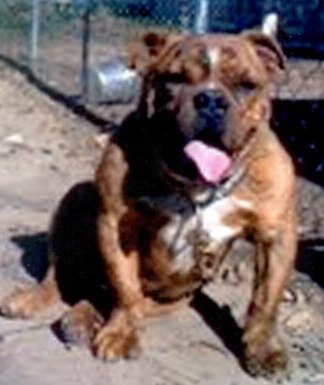 Goddogz Chico II