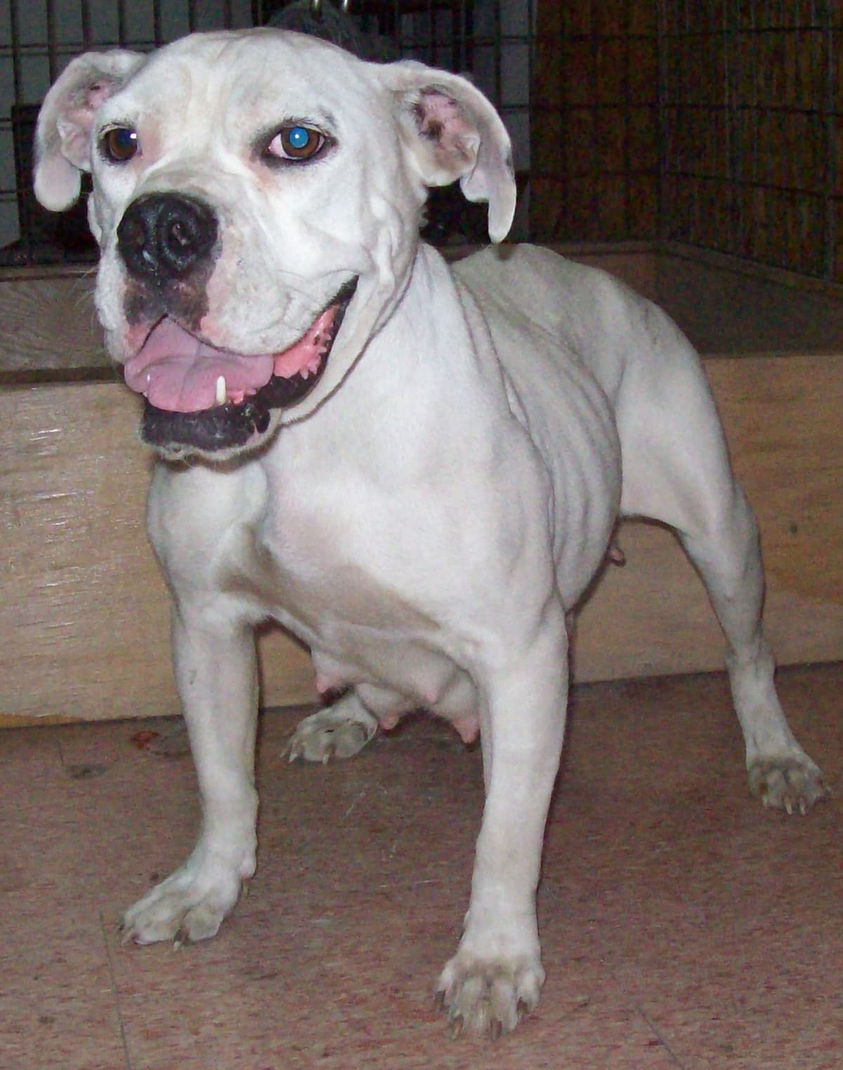 Goddogz Xzena