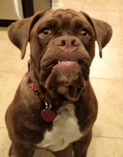 Goddogz Hurricane Heidi