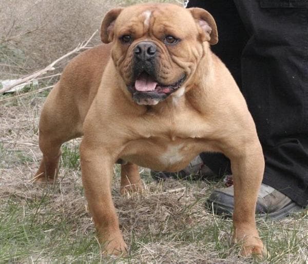 Goddogz J-Lo of Bullking