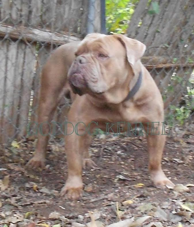 Goddogz Raw Dawg of RockRoll