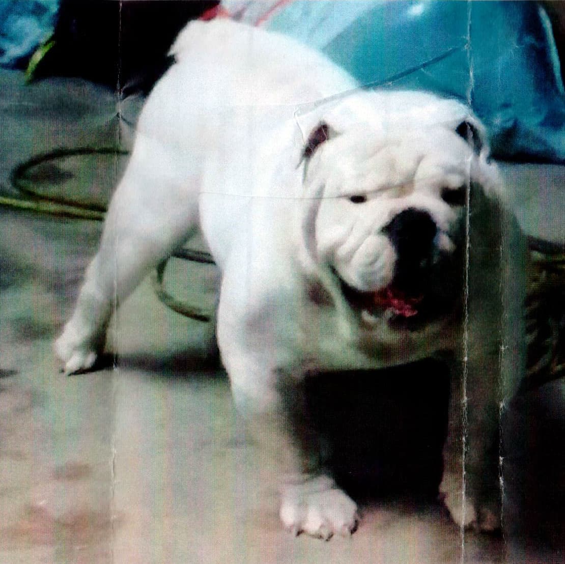 Goddogz Rocco of Mitchell's Kennel