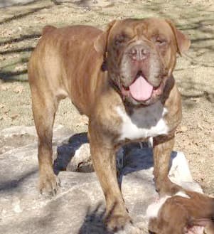 Goddogz Sid Vicious @ Bulldogge Reserve Kennel