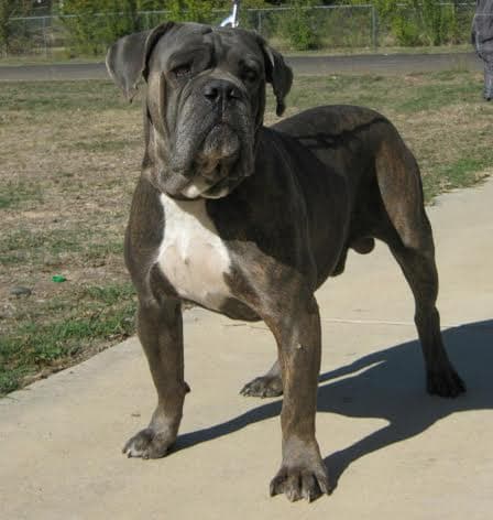Goddogz Trillion of FMR