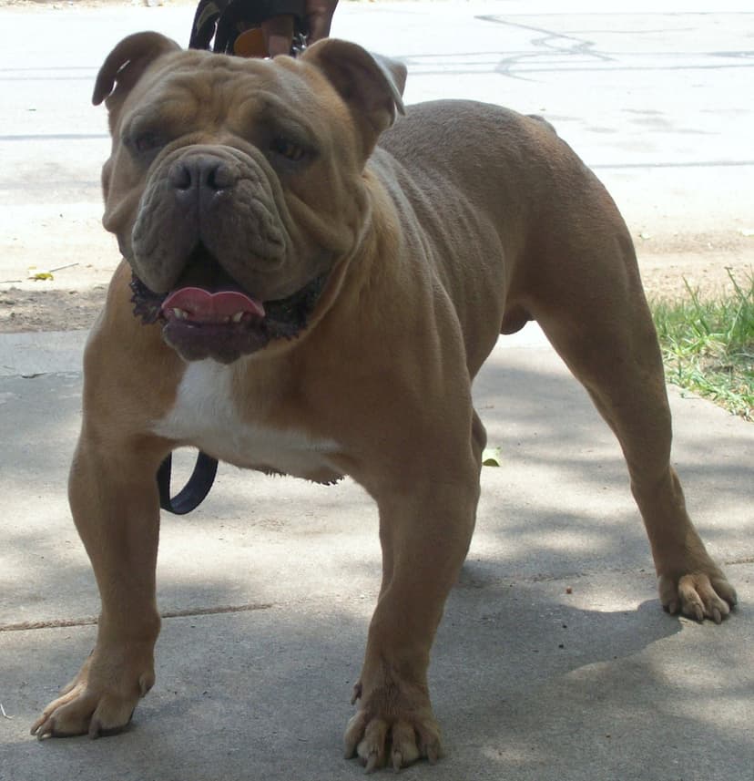 Goddogz Zodiac