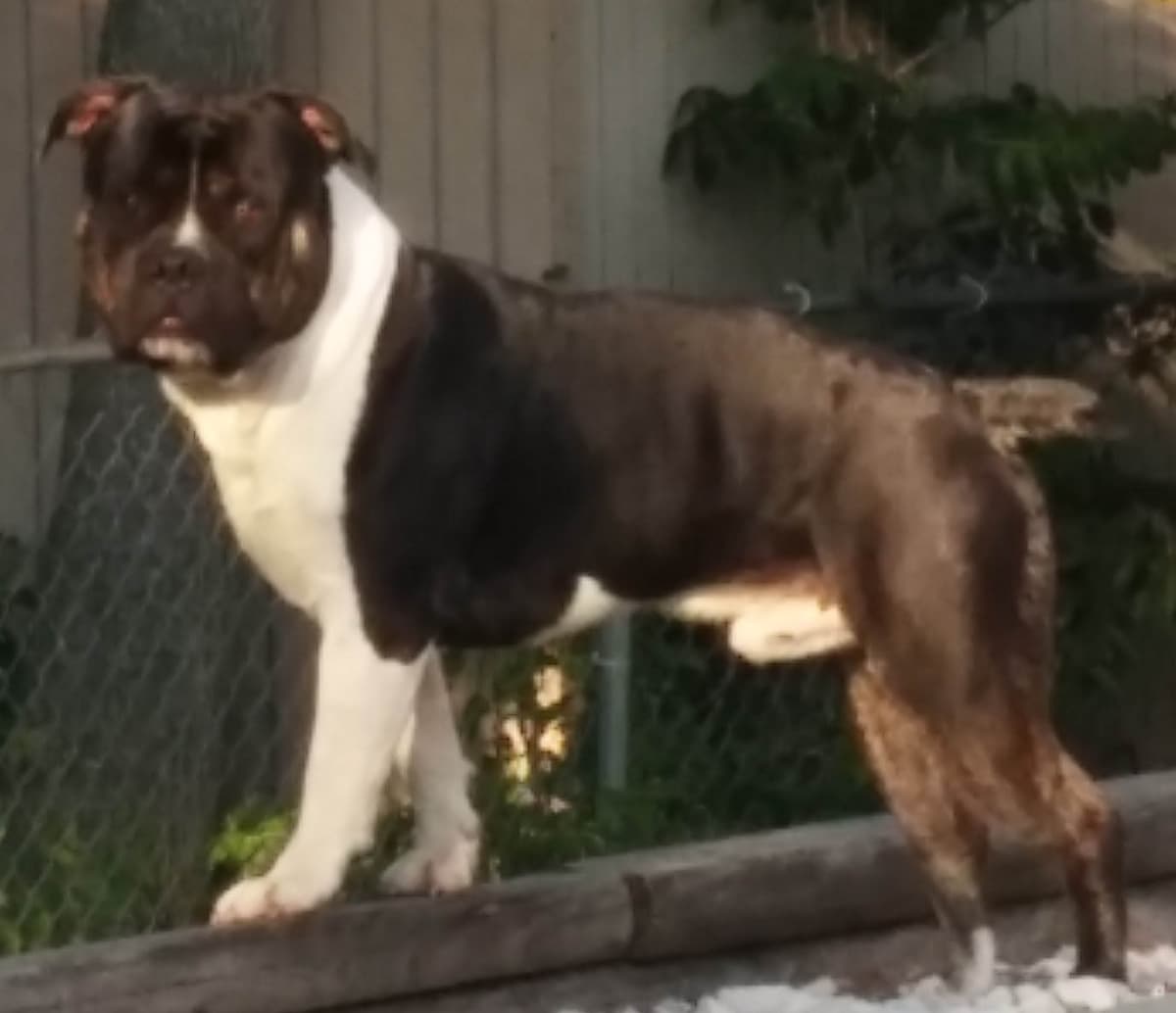 StarCity Bullyz Bruce
