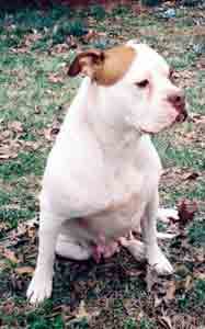 Haines' Apachee