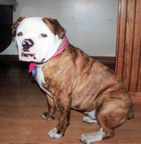 Hambley's Princess Zoey