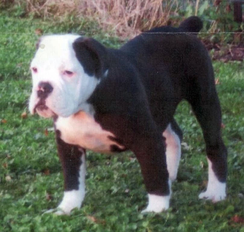 Hambley's Sloane