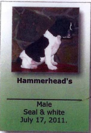 Hammerhead's Arly (non breeding)