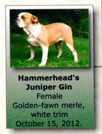 Hammerhead's Juniper