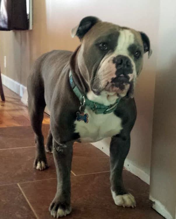 Harley of Trail Creek Bulldogges