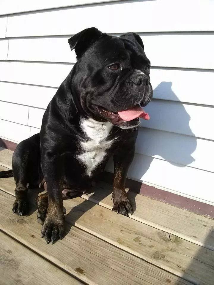Haugen's Meeka Jayse