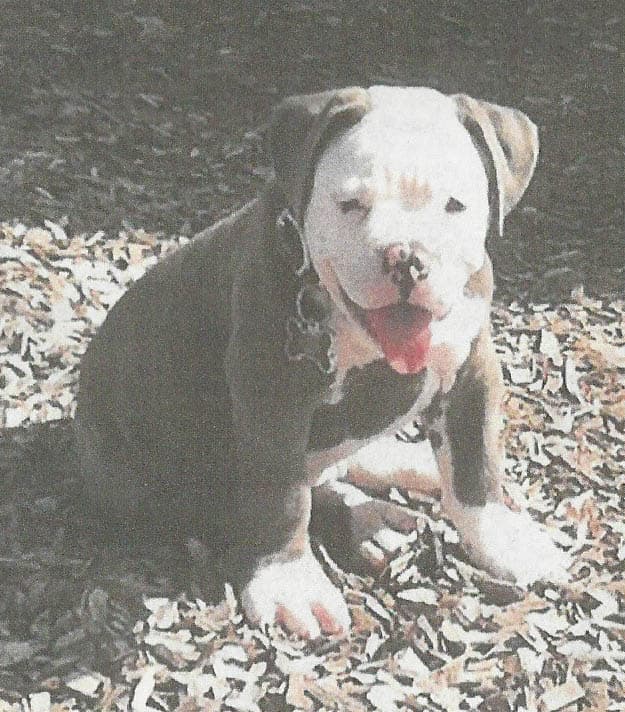 Haven Bullies' Blue Bentley