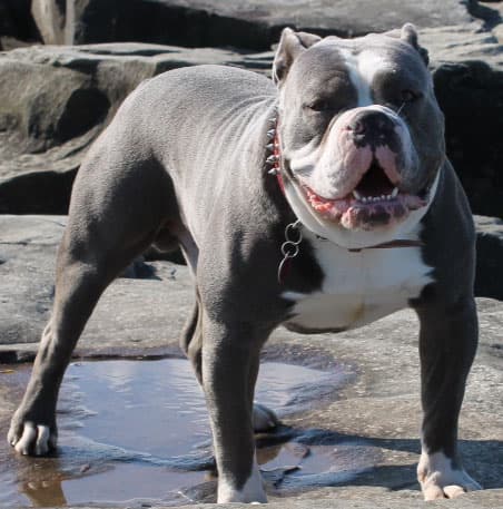 Havoc McLoven of 216 Loyalty Bullys