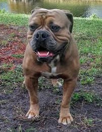 Hawkeye Acres' Buddha of C2CBK