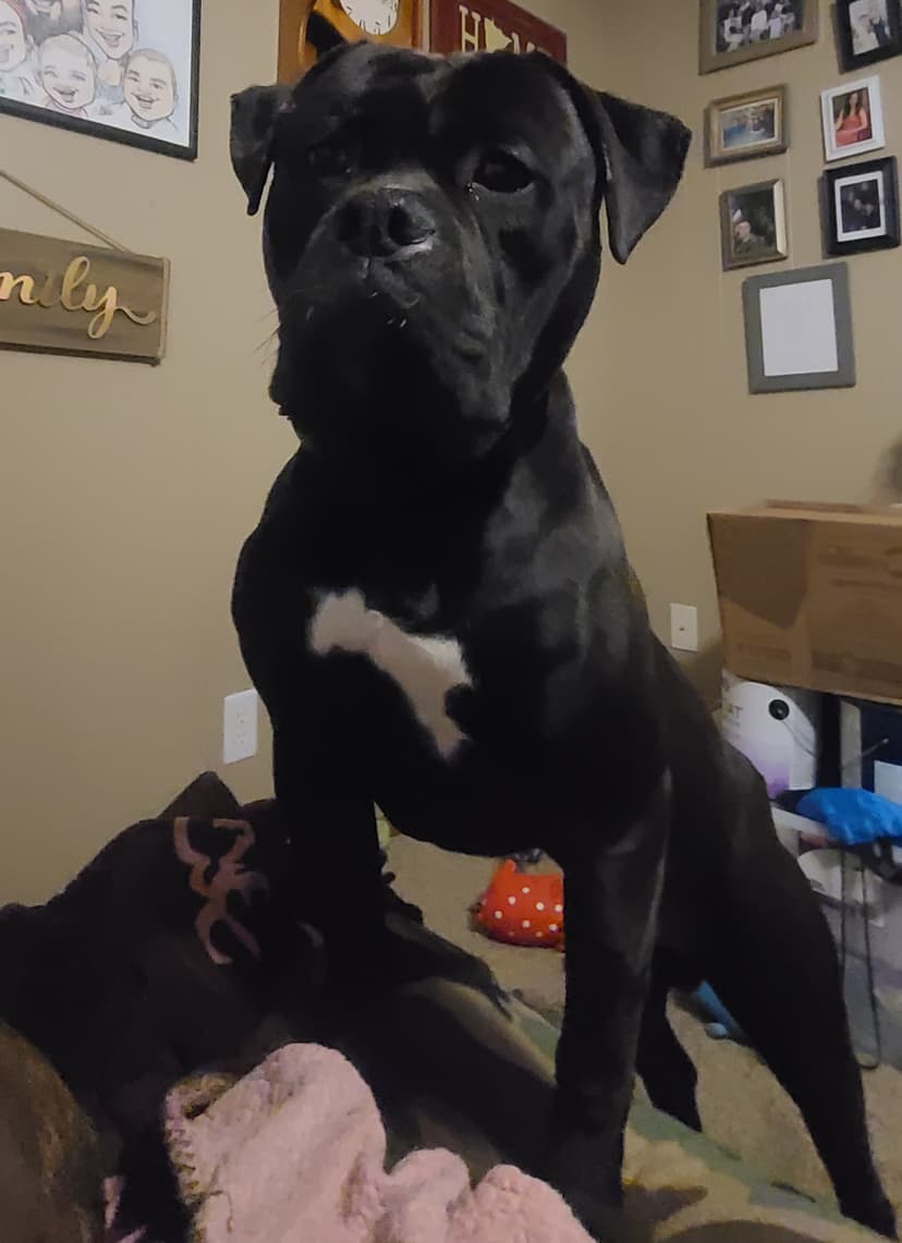 HCS Bulldogges Balder