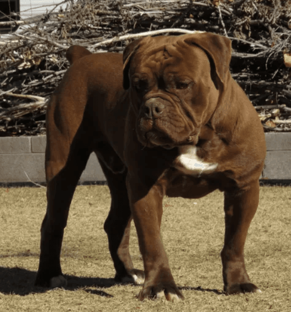 HCS Bulldogges Bourbon
