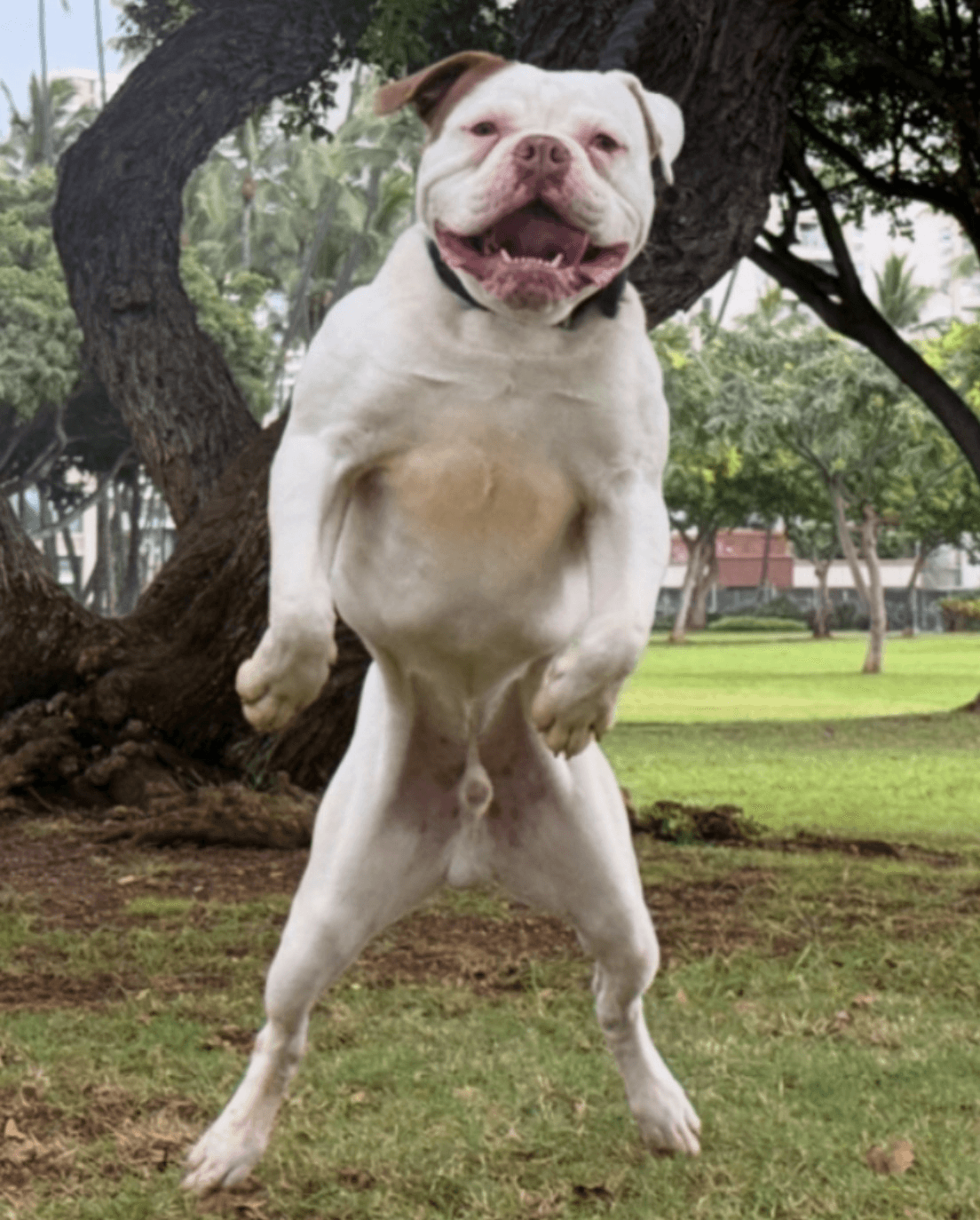 HCS Bulldogges Panthro
