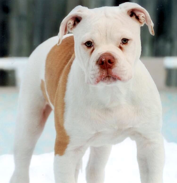 Headturner's Ruthless Red