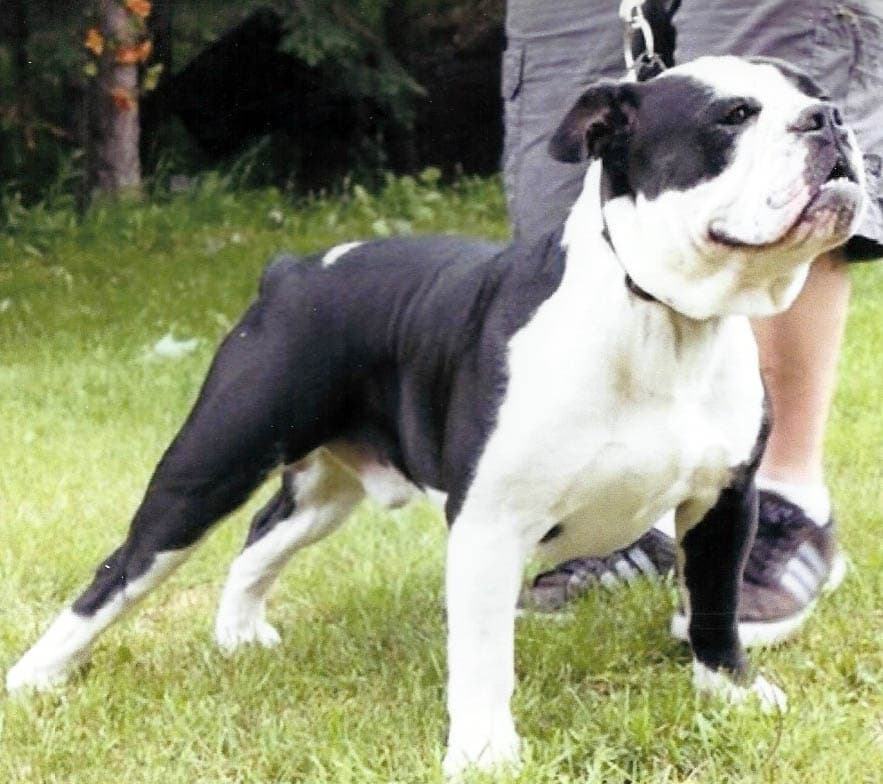 Hell Razzor's Drako