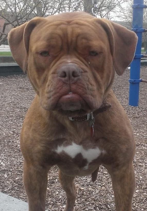Henry's Choco of Band of Bullies