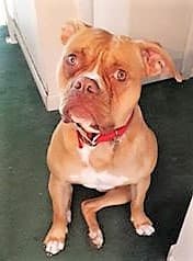 Henry's Nitro Douglas Daciola
