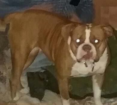 Henry's Puppy D4