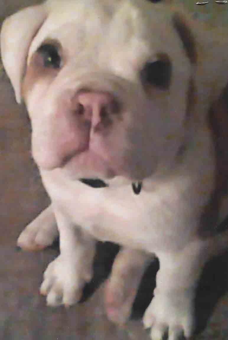 Hernandez' Warrior Bone
