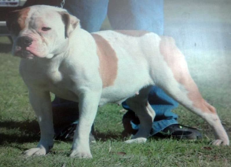 Hernandez's Warrior Bulldogges Victoria III